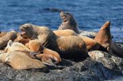 Sealions on rocks off of Vancouver Island.