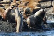 Sealions on rocks off of Vancouver Island.