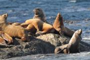 Sealions on rocks off of Vancouver Island.