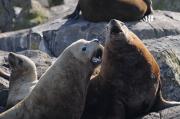 Sealions on rocks off of Vancouver Island.