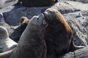 Sealions on rocks off of Vancouver Island.