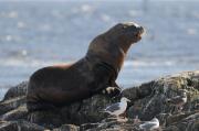 Sealions on rocks off of Vancouver Island.