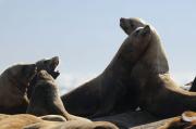 Sealions on rocks off of Vancouver Island.