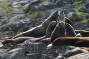 Sealions on rocks off of Vancouver Island.