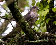 Sparrowhawk_ANL_4263