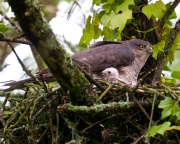 Sparrowhawk_ANL_4267