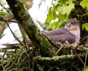 Sparrowhawk_ANL_4269