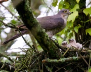 Sparrowhawk_ANL_4356