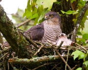 Sparrowhawk_ANL_4472