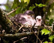 Sparrowhawk_ANL_4554