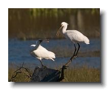 Spoonbills @ Walmsley 0001