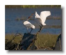 Spoonbills @ Walmsley 0002