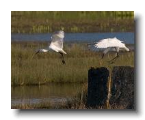 Spoonbills @ Walmsley 0004