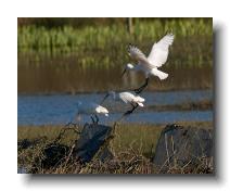 Spoonbills @ Walmsley 0007