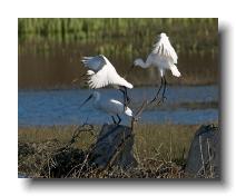 Spoonbills @ Walmsley 0008