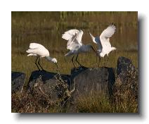 Spoonbills @ Walmsley 0011