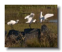 Spoonbills @ Walmsley 0012