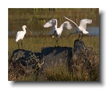 Spoonbills @ Walmsley 0013