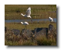 Spoonbills @ Walmsley 0014