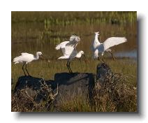 Spoonbills @ Walmsley 0015