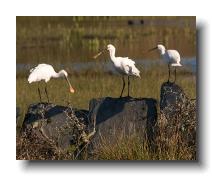 Spoonbills @ Walmsley 0016