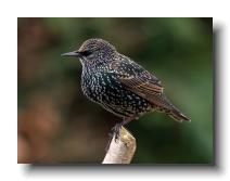 Starlings_0001