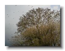 Starlings_0002