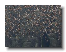 Starlings_0006