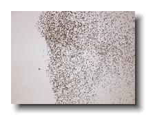 Starlings_0008