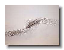 Starlings_0009