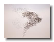 Starlings_0010