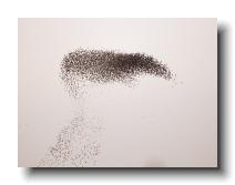 Starlings_0011