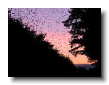 Starlings_0016