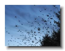 Starlings_0018