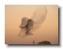 Starlings_0021