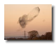 Starlings_0022