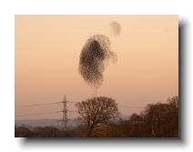 Starlings_0023