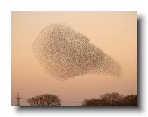 Starlings_0026