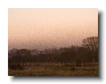 Starlings_0027