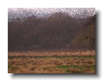 Starlings_0028