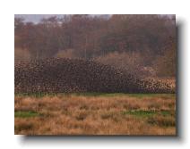 Starlings_0029