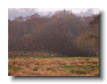 Starlings_0030