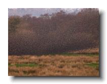 Starlings_0031