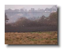 Starlings_0032