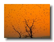 Starlings_0033