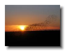 Starlings_0034