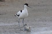 Avocets. Texel. N.Holland.