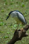 Black crowned Night Heron at Corkscrew Swamp. Florida.