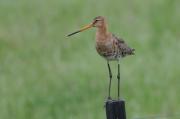 Black tailed Godwit. Texel. N.Holland.