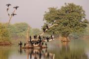 Cormorants. Keoladeo NP, Bharatpur India.